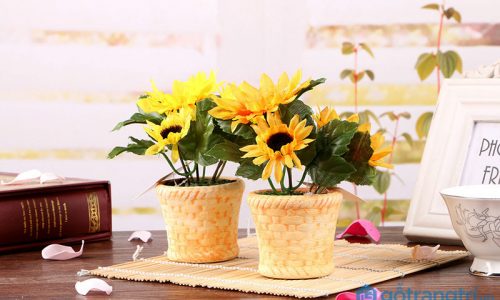 Tư vấn: ban công hướng Tây trồng cây gì vừa đẹp, vừa hút tài lộc?