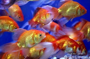 ca-canh-phong-thuy