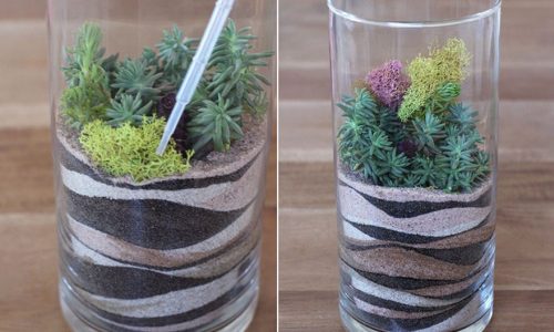 Trồng cây trong ống thủy tinh - nhìn thì khó nhưng làm thì dễ