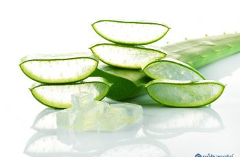 Cách phục hồi tóc hư tổn bằng nha đam - nhanh mà không hề tốn kém