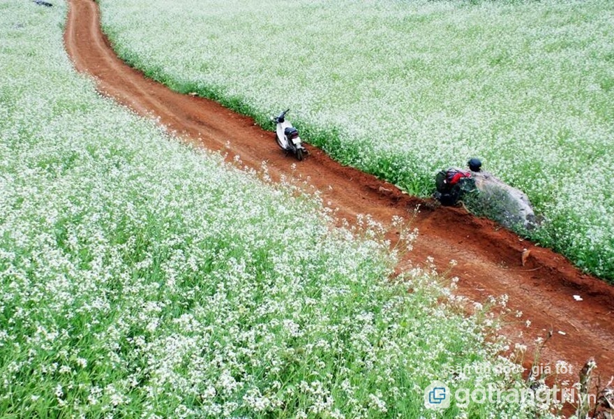 Bỏ túi 15 điểm đến đẹp tại Mộc Châu nhất định phải ghé thăm (Phần 1) | Gỗ Trang Trí