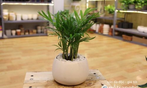 Phong thủy phòng khách nên trồng cây gì thu hút tài lộc? (Phần 2)