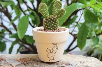5 loại cây cảnh không nên bày trong nhà dù đẹp đến đâu chăng nữa