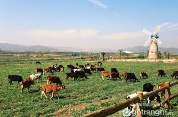 Bỏ túi 15 điểm đến đẹp tại Mộc Châu nhất định phải ghé thăm (Phần 3)