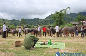 Bạn có biết gì về lễ cúng vía trâu của người Thái ở Sơn La không?