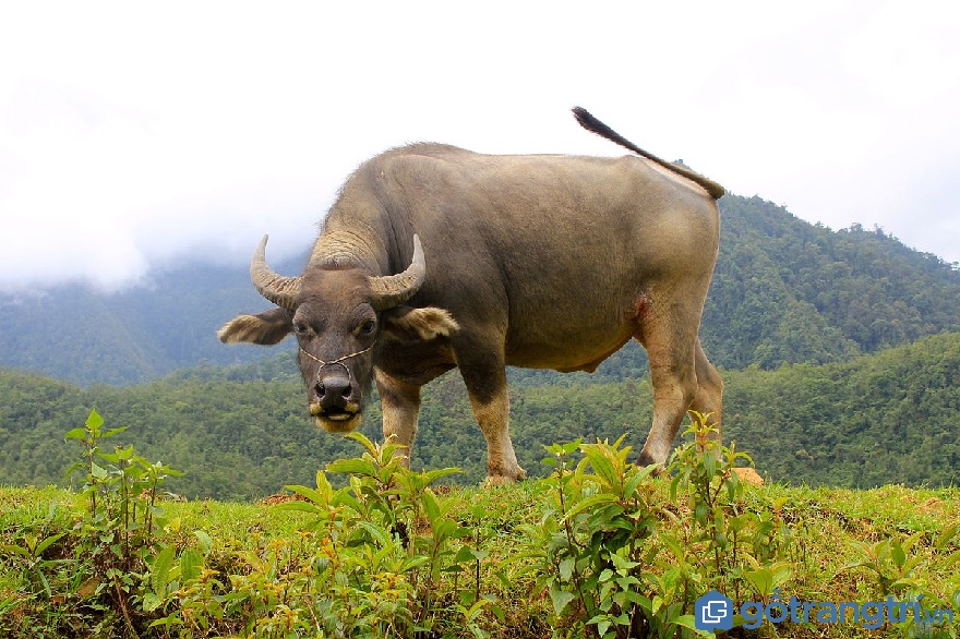 BẠN CÓ BIẾT GÌ VỀ LỄ CÚNG VÍA TRÂU CỦA NGƯỜI THÁI Ở SƠN LA KHÔNG? &MDASH; GỖ TRANG TRÍ