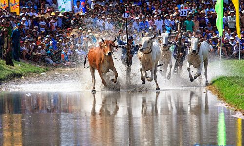 Không khí sôi động của Lễ hội đua bò Bảy Núi ở Châu Đốc (An Giang)