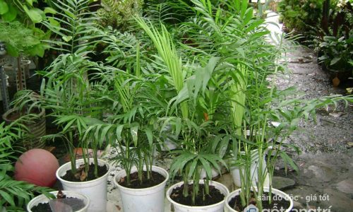Nên trồng cây gì trước cửa để thu hút tài lộc vào nhà? (Phần 2)