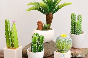 Vì sao không nên trưng bày cây xương rồng trong nhà hay trên bàn làm việc?