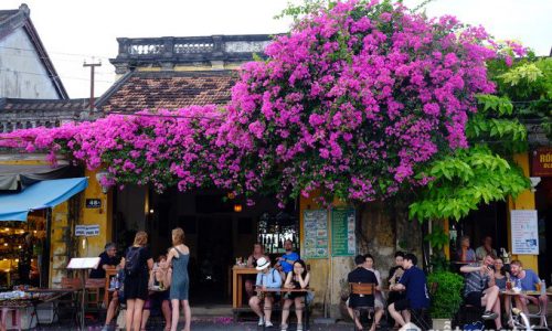 Rủ nhau du lịch Hội An ngắm hoa mùa hè rực rỡ trong ngõ phố cổ