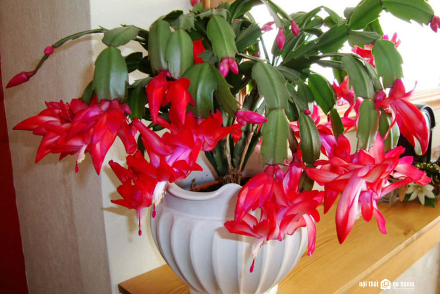 Xương rồng giáng sinh