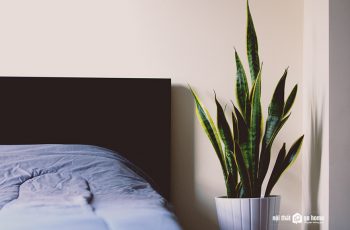 9 loại cây cảnh giải phóng oxi vào ban đêm cho phòng ngủ