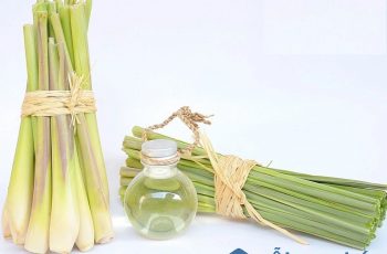 Mách bạn 3 cách đuổi ruồi ra khỏi nhà đơn giản và hiệu quả
