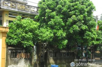 Hậu quả của lỗi phong thủy nhà có cây to trước cửa và cách hóa giải