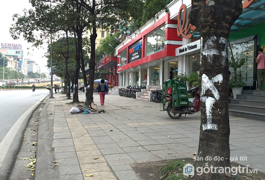 HẬU QUẢ CỦA LỖI PHONG THỦY NHÀ CÓ CÂY TO TRƯỚC CỬA VÀ CÁCH HÓA GIẢI &MDASH; GỖ TRANG TRÍ