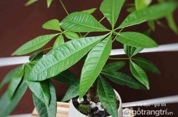 Ý nghĩa phong thủy của cây Kim Ngân và cách chăm sóc