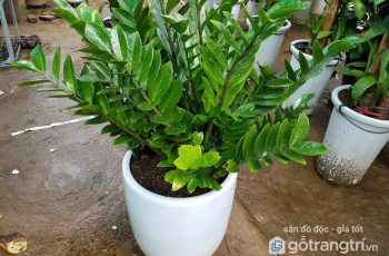Ý nghĩa phong thủy của Cây Kim Tiền và cách chăm sóc hiệu quả