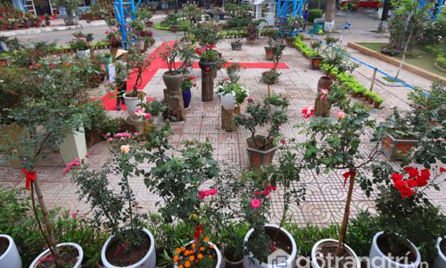 Lễ hội hoa hồng Bulgaria tại Hà Nội hội tụ đủ sắc hoa rực rỡ