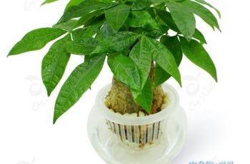 Cây cảnh phong thủy đặt trên bàn thờ