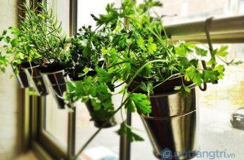 Ý tưởng tạo vườn cây thảo mộc trong nhà – áp dụng ngay! (P1)