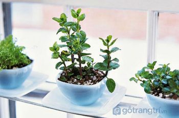 Ý tưởng tạo vườn cây thảo mộc trong nhà – áp dụng ngay! (P2)