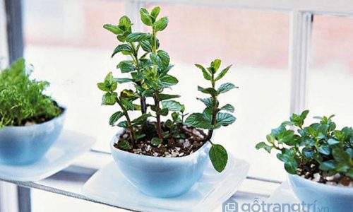 Ý tưởng tạo vườn cây thảo mộc trong nhà – áp dụng ngay! (P2)
