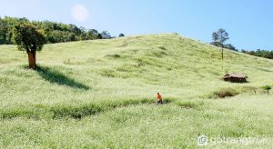 Đến du lịch Mộc Châu, bạn sẽ được chiêm ngưỡng những cánh đồng cải trắng bạt ngàn (Ảnh internet)
