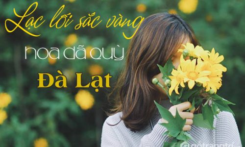 Tháng 11 này có một mùa hoa dã quỳ Đà Lạt đẹp đến ngỡ ngàng