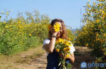 Những điểm chụp hoa dã quỳ đẹp ngất ngây nhất định bạn phải đến