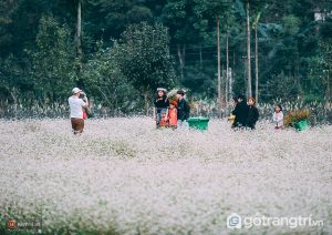 Du lịch Hà Giang tháng 12 ngắm mùa hoa tam giác mạch đẹp tinh khôi