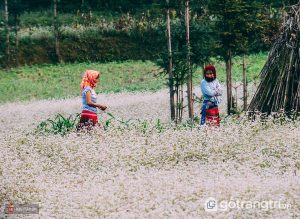 Du lịch Hà Giang tháng 12 ngắm mùa hoa tam giác mạch đẹp tinh khôi