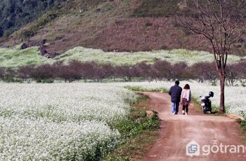 Tháng 11 – Du lịch Mộc Châu ngắm hoa cải trắng nở rộ khắp đất trời