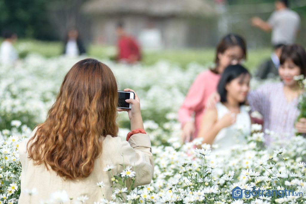 Những điểm du lịch chụp ảnh với cúc họa mi đẹp &#8220;quên sầu&#8221; ở Hà Nội