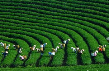Cuối năm lập kèo khám phá ngay 4 đồi chè đẹp nhất từ Bắc chí Nam