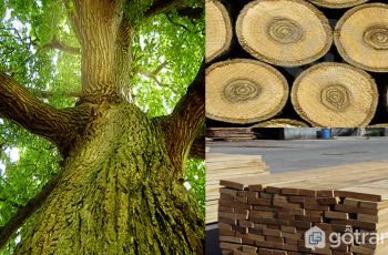 Gỗ sồi tự nhiên là gì? Gỗ sồi Nga và Gỗ sồi Mỹ nên mua loại nào tốt?
