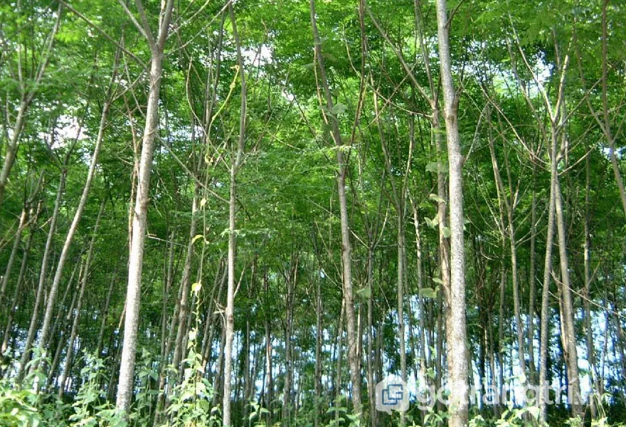 Cây xoan đào cao trung bình từ 20 - 25m, đường kính thân gỗ từ 40 - 60cm (Ảnh: Internet)