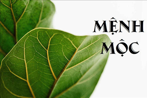 PHONG THỦY BÀN LÀM VIỆC CHO NGƯỜI MỆNH MỘC THĂNG QUAN TIẾN CHỨC — GỖ TRANG TRÍ BÀN LÀM VIỆC CHO NGƯỜI MỆNH MỘC