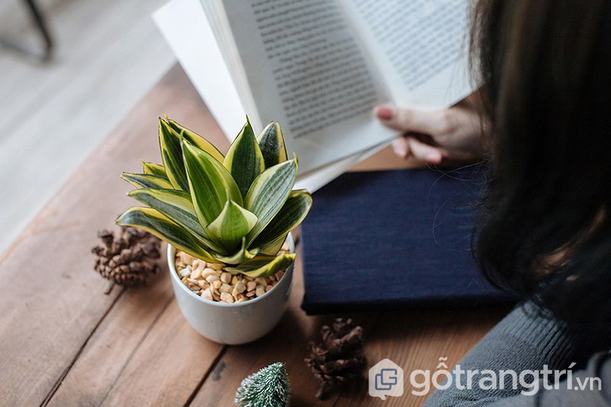 10 MÓN ĐỒ TRANG TRÍ BÀN LÀM VIỆC NHỎ XINH THU HÚT MỌI ÁNH NHÌN — GỖ TRANG TRÍ CÁC XU HƯỚNG TRANG TRÍ BÀN LÀM VIỆC