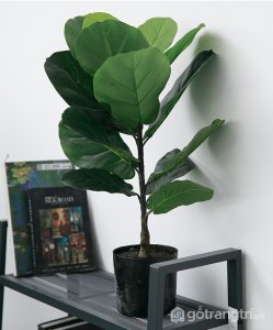 Cay-bang-Sing-trang-tri-gia-dinh-loai-90-cm-GHS-6583-2 (11)