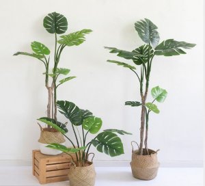 Cay-trau-ba-gia-de-trong-nha-loai-80cm-GHS-6585-1 (1)