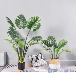 Cay-trau-ba-gia-de-trong-nha-loai-80cm-GHS-6585-1 (17)