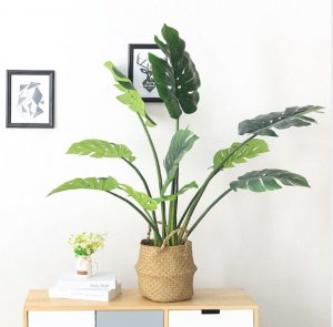 Cay-trau-ba-gia-de-trong-nha-loai-80cm-GHS-6585-1 (2)