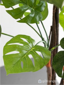 Cay-trau-ba-gia-de-trong-nha-loai-80cm-GHS-6585-1 (21)