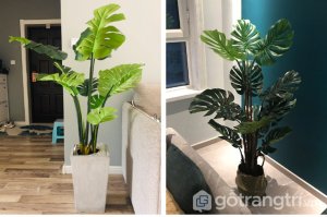 Cay-trau-ba-gia-de-trong-nha-loai-80cm-GHS-6585-1 (6)