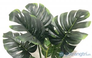 Cay-trau-ba-gia-de-trong-nha-loai-80cm-GHS-6585-1 (7)