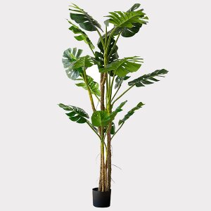 Cay-trau-ba-trang-tri-gia-dinh-loai-190-cm-GHS-6585-4