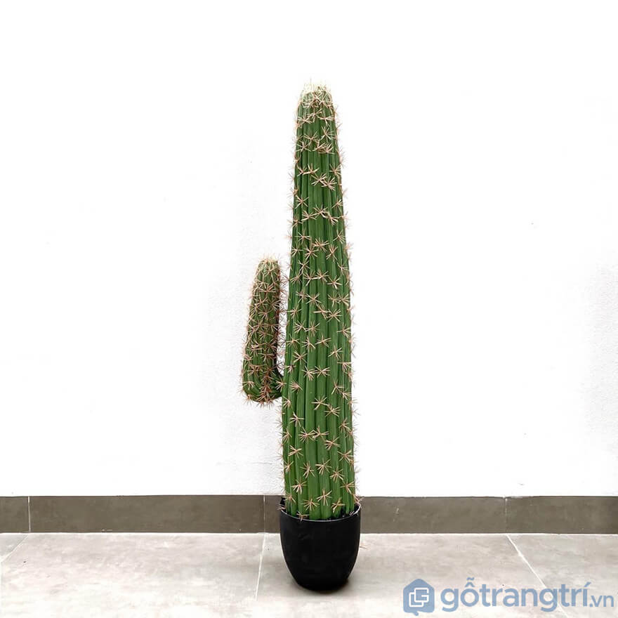 cay-xuong-rong-1-nhanh-cao-105cm-GHS-6592-1-ava