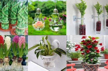 TOP 15 cây trang trí văn phòng mang lại may mắn, tài lộc