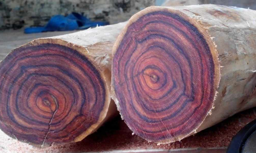 các loại gỗ quý