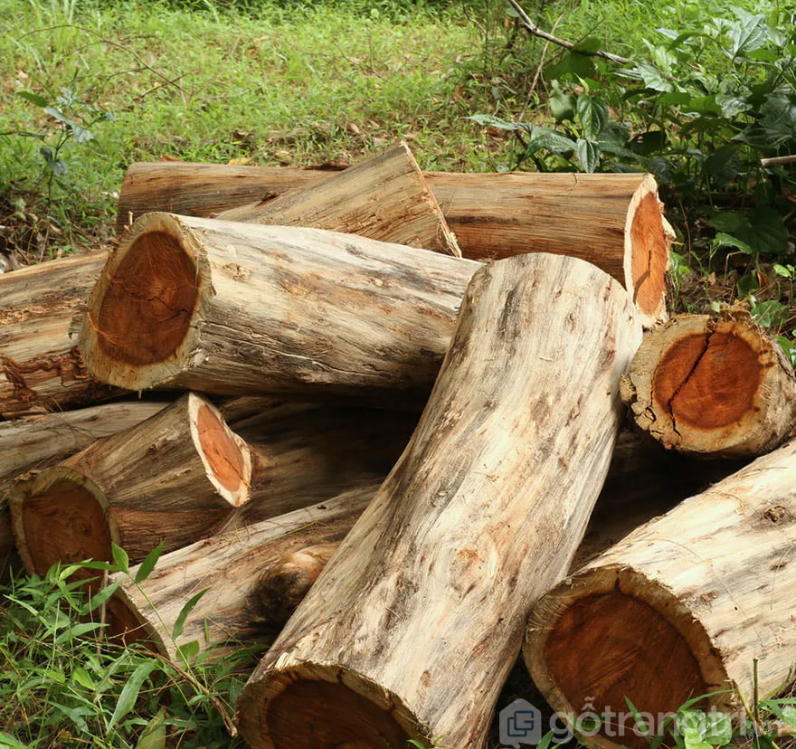 các loại gỗ tự nhiên dùng trong nội thất